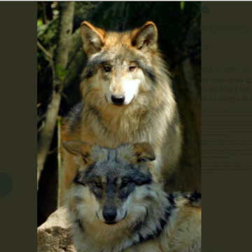 Mueren dos lobos en Zoológico de Chapultepec
