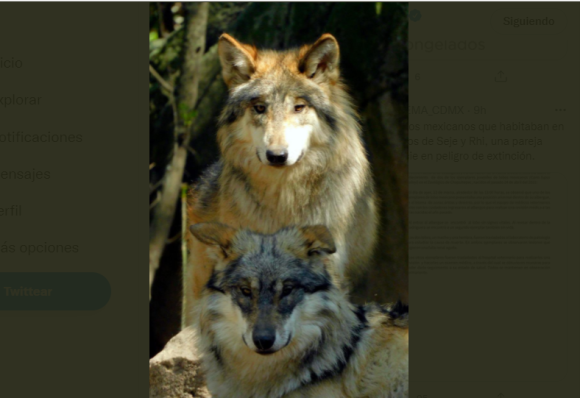 Mueren dos lobos en Zoológico de Chapultepec