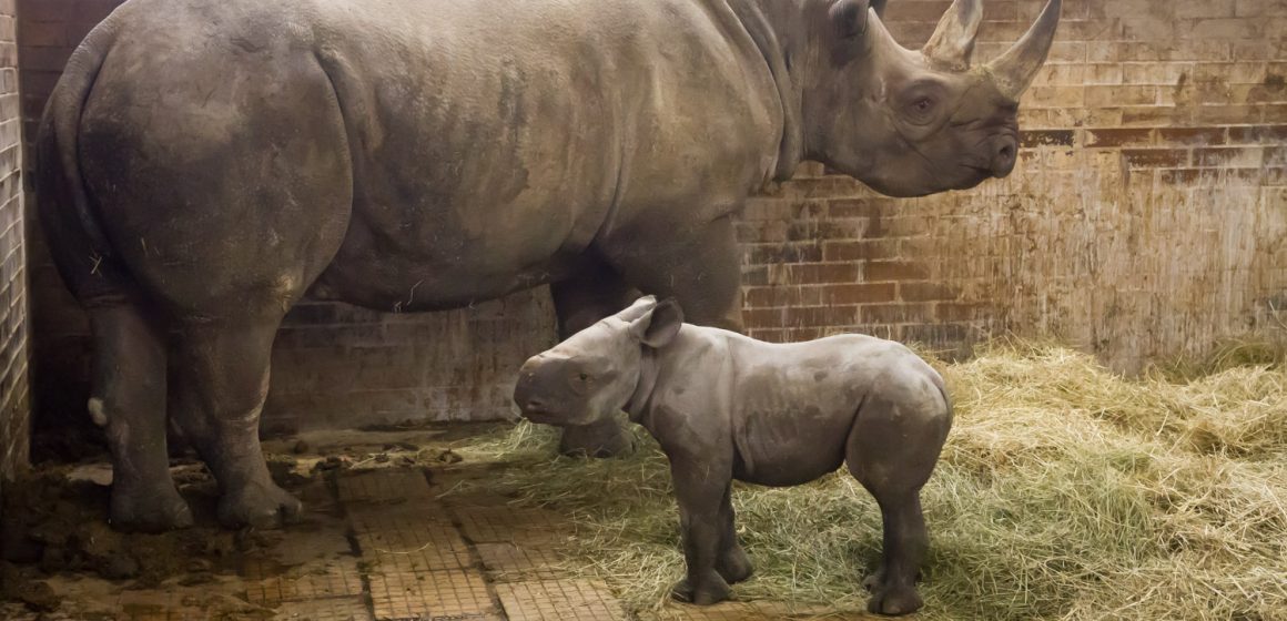 Bautizan a bebé rinoceronte negro como ‘Kiev’ en honor a Ucrania