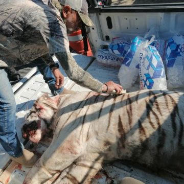 Profepa pone denuncia ante FGR por muerte de tigre blanco en Querétaro