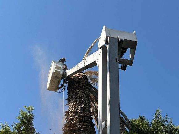 Retiran palmeras en el Zócalo de Puebla por infección de hongo