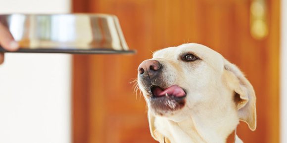 ¿Tu perro ó gato tiene un peso saludable?