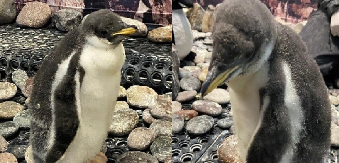 Nacen dos pingüinos en Zoológico de Guadalajara