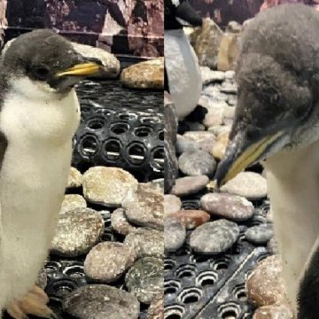Nacen dos pingüinos en Zoológico de Guadalajara