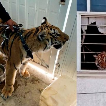 Rescatan a tigre que fue encerrado en una vivienda de Chimalhuacán, Edomex