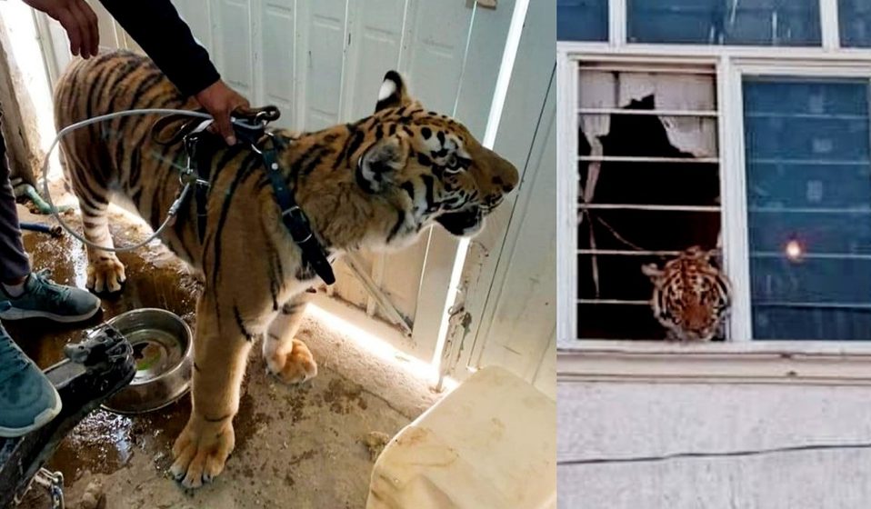 Rescatan a tigre que fue encerrado en una vivienda de Chimalhuacán, Edomex