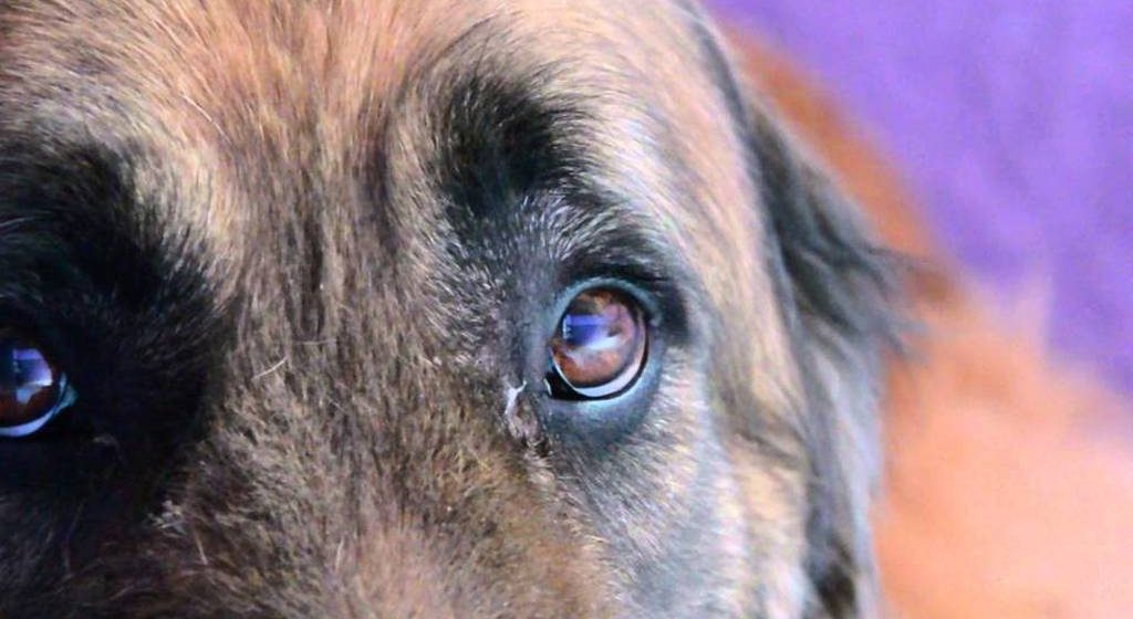 Pasará 3 años en prisión por privar de la vida a  canino Kimbo en Puebla