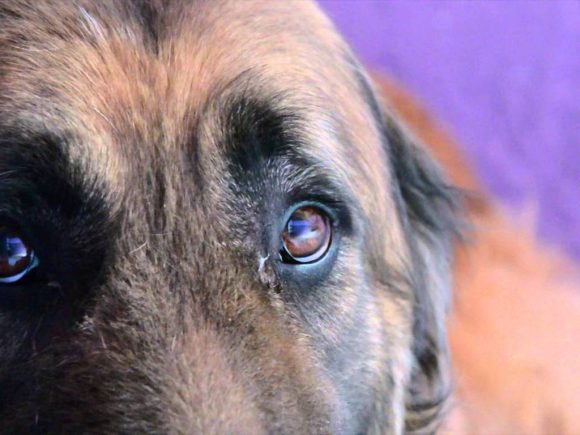 Pasará 3 años en prisión por privar de la vida a  canino Kimbo en Puebla