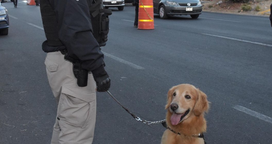 Unidad Canina de la Policía Municipal de Puebla aseguró dos armas de fuego en una central caminera