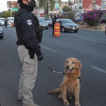 Unidad Canina de la Policía Municipal de Puebla aseguró dos armas de fuego en una central caminera