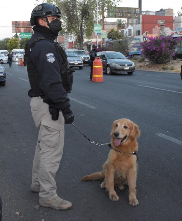 Unidad Canina de la Policía Municipal de Puebla aseguró dos armas de fuego en una central caminera