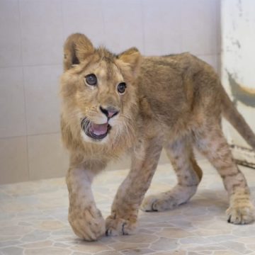 Encuentran a cachorro de león africano en calles de Ecatepec