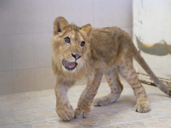 Encuentran a cachorro de león africano en calles de Ecatepec