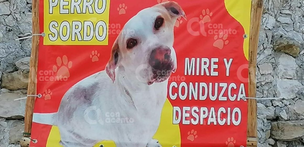 Vecinos alertan a conductores de perrito sordo en Yucatán
