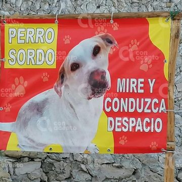 Vecinos alertan a conductores de perrito sordo en Yucatán