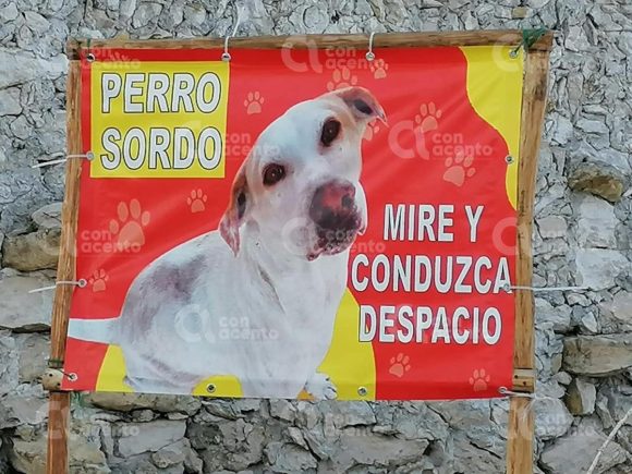 Vecinos alertan a conductores de perrito sordo en Yucatán
