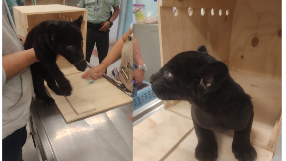Profepa rescata a un cachorro de jaguar en Yucatán