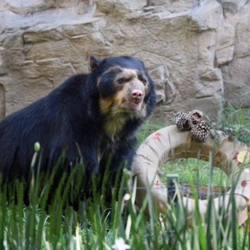 Fallece oso del zoológico de Chapultepec