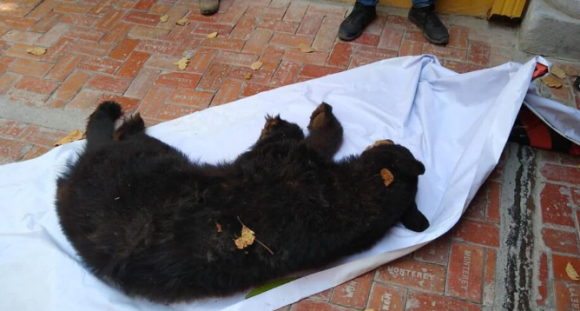 Oso camina por las calles hasta llegar al Ayuntamiento de NL