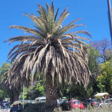 Continúan brindando tratamiento a árboles y palmeras de la ciudad de Puebla