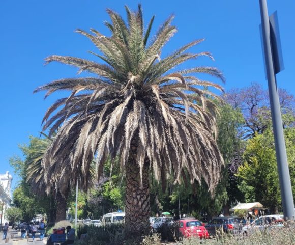Continúan brindando tratamiento a árboles y palmeras de la ciudad de Puebla
