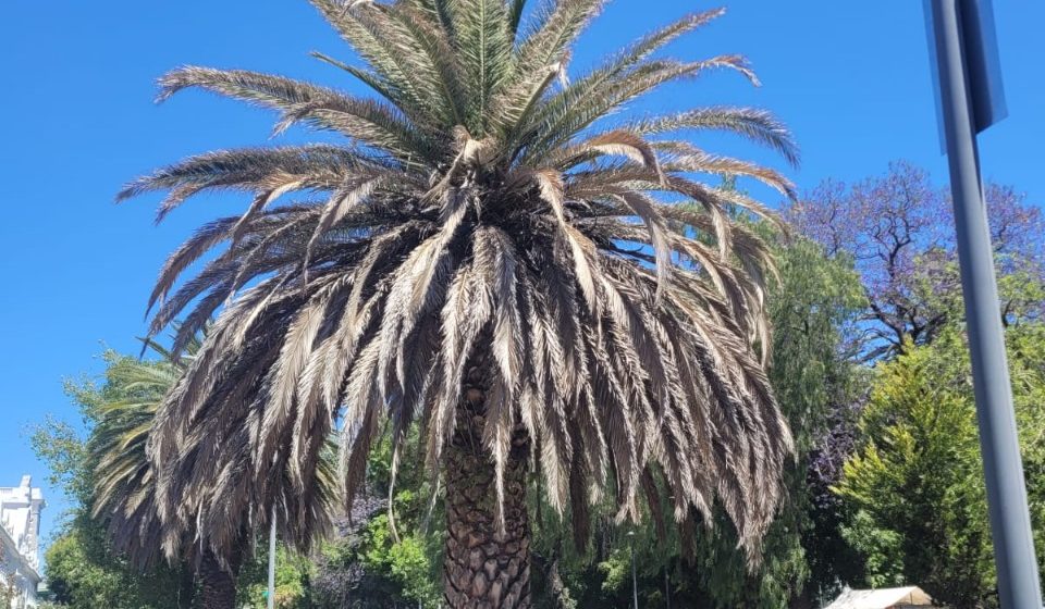 Continúan brindando tratamiento a árboles y palmeras de la ciudad de Puebla