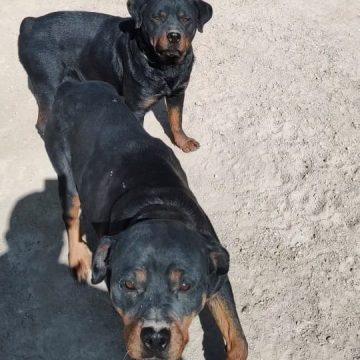 Ofrecen 5 mil pesos de recompensa por la ubicación de 2 perras Rottweiler