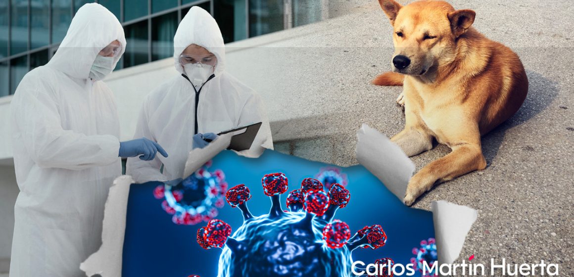 Investigan caso de perro que contagió de COVID-19 a familia en CDMX