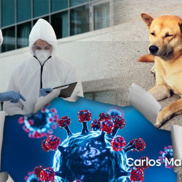 Investigan caso de perro que contagió de COVID-19 a familia en CDMX