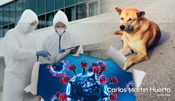 Investigan caso de perro que contagió de COVID-19 a familia en CDMX