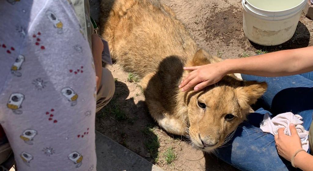 En riesgo de morir cachorro de león africano hallado en Ecatepec