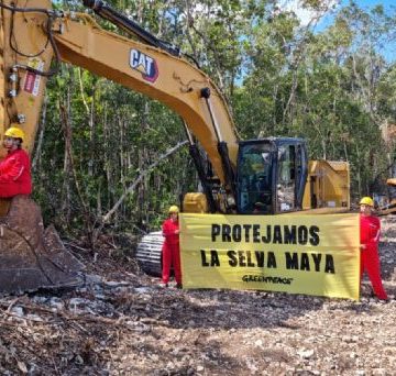 Ambientalista aceptan invitación de AMLO para hablar del Tren Maya