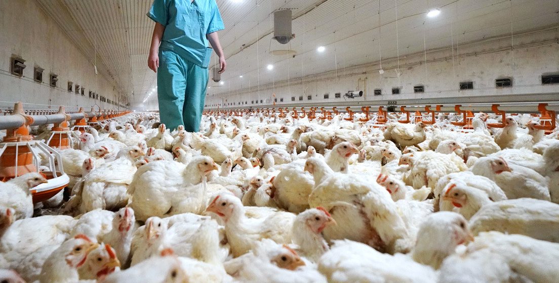 Detectan caso de gripe aviar H5N1 en Estados Unidos