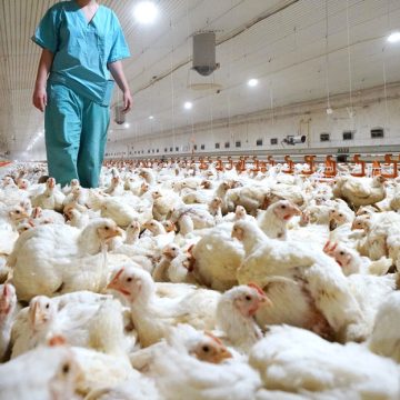 Detectan caso de gripe aviar H5N1 en Estados Unidos