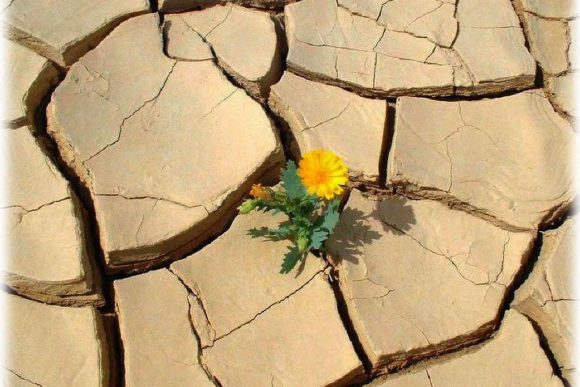 Resiliencia: ¿Cómo debo seguir con mi vida?