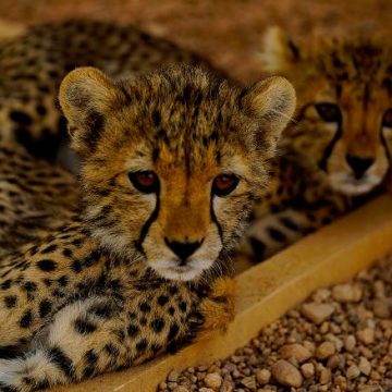 Nacen tres guepardos asiáticos, especie en peligro de extinción