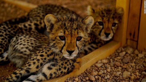 Nacen tres guepardos asiáticos, especie en peligro de extinción