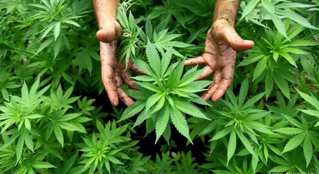 Legal portar más de 5 gramos de marihuana para consumo personal