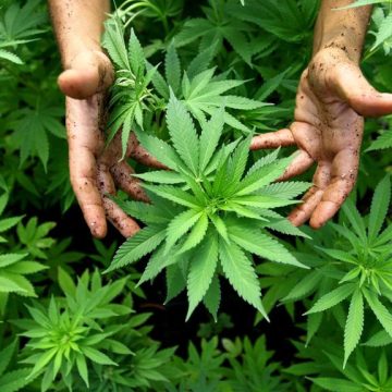 Legal portar más de 5 gramos de marihuana para consumo personal