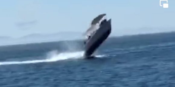 Ballena cae sobre embarcación pequeña en Sinaloa; hay dos lesionados