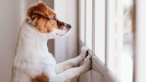 UE pide poner en cuarentena a las mascotas de contagiados
