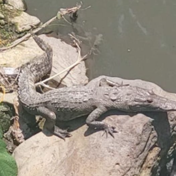 Localizan cocodrilo en aguas negras de Teziutlán