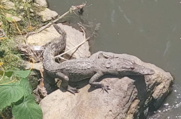 Localizan cocodrilo en aguas negras de Teziutlán
