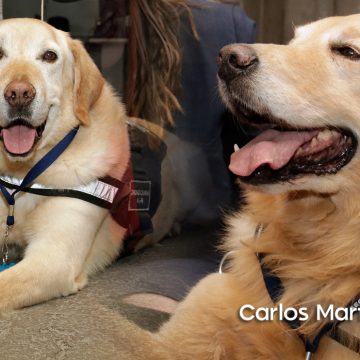 Se jubilan con honores 16 perros policía que sirvieron por más de 7 años