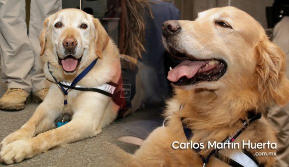 Perros se vuelven negativos al oler el estrés humano