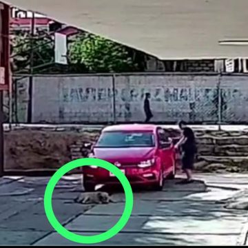 Identifican como empleado de VW a quien atropelló a perrito en Puebla