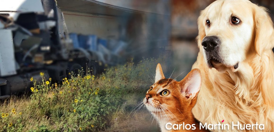 Choca tráiler que llevaba perros y gatos muertos