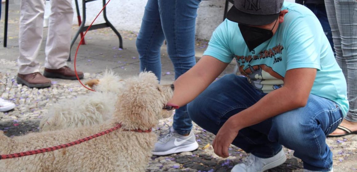 Más perritos encuentran un hogar en las jornadas de adopción del Ayuntamiento de Puebla