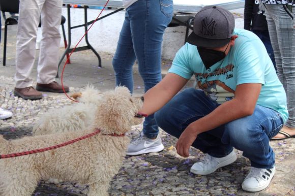 Más perritos encuentran un hogar en las jornadas de adopción del Ayuntamiento de Puebla