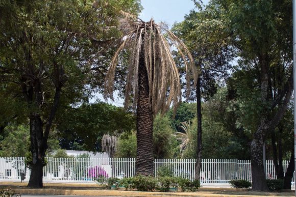 Continúa tratamiento para rescatar arbolado del municipio